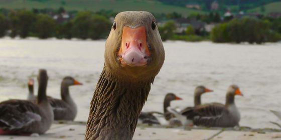 eyes-goose-plumage-66863.jpg