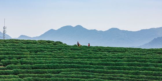 longjing tea master-VCG211193285638.jpg