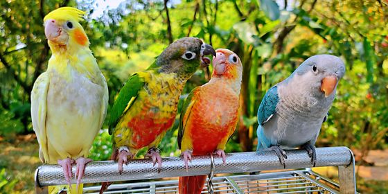 Parrots in Nanning