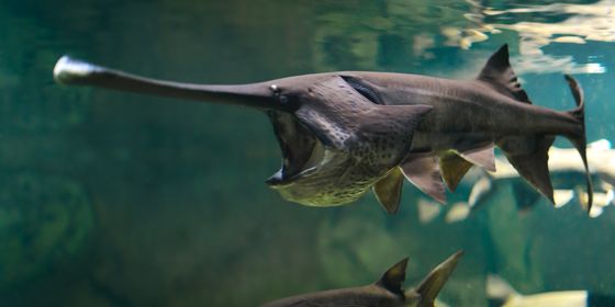 Chinese paddlefish